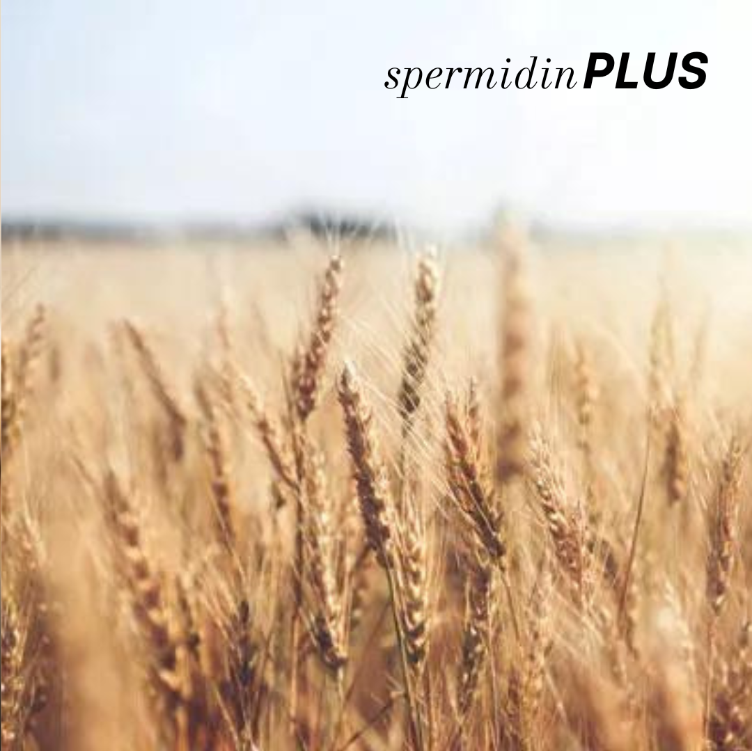 Spermidin: was dahintersteckt